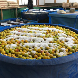 【お得用】　無添加　昔ながらのつぶれ白干梅１ｋｇ　塩分１８％ 3枚目の画像