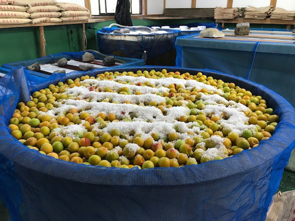 【お得用】　無添加　昔ながらのつぶれ白干梅１ｋｇ　塩分１８％ 3枚目の画像