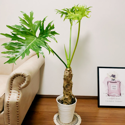 セローム 鉢付き 大型 観葉植物 現品］フィロデンドロン セローム 7号 根上り 観葉植物 大型 室内