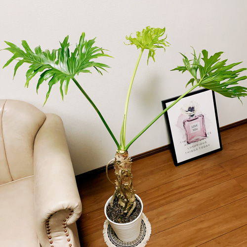 現品］フィロデンドロン セローム 7号 根上り 観葉植物 大型 室内