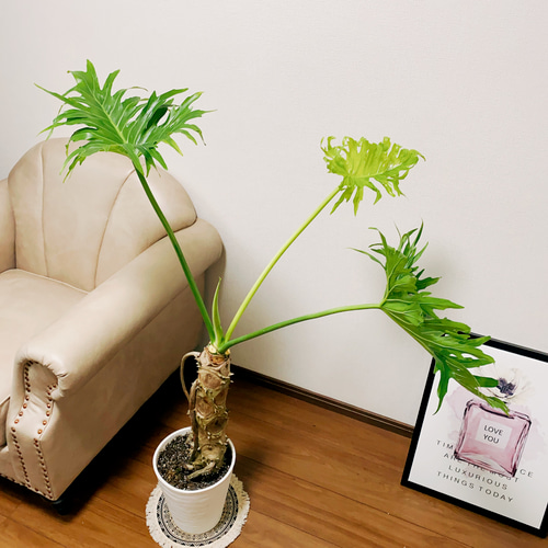 ［現品］10番　フィロデンドロン　セローム　幹上がり　7号　観葉植物　大型　室内 現品］1番 フィロデンドロン セローム 幹上がり 8号 観葉植物 大型