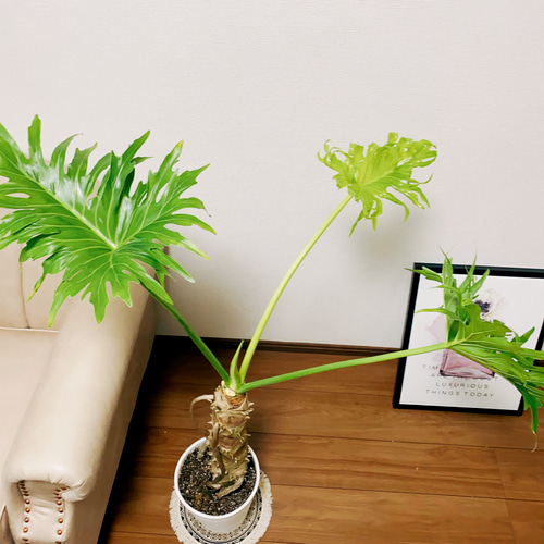 大型　フィロデンドロン・セローム Amazon.co.jp: ITANSE フィロデンドロン・セローム・ホープ 観葉