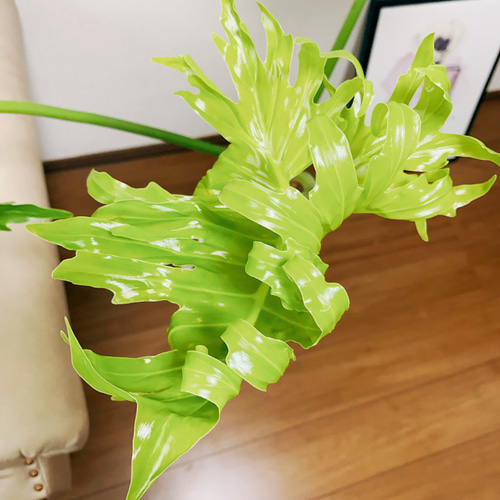 現品］フィロデンドロン セローム 7号 根上り 観葉植物 大型 室内