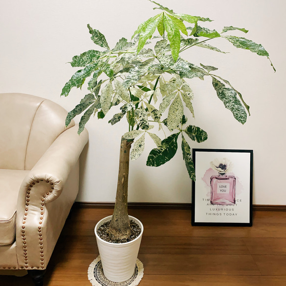 パキラ ミルキーウェイ 曲がり 希少 観葉植物 大型 室内 パキラ