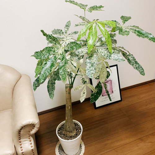 パキラ ミルキーウェイ 曲がり 希少 観葉植物 大型 室内 斑入り パキラミルキーウェイ 曲がり 観葉植物 大型 室内 calm