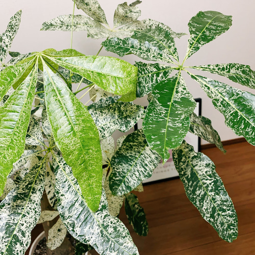 現品］【希少】パキラ 斑入り ミルキーウェイ 接木 8号 幹太 観葉植物
