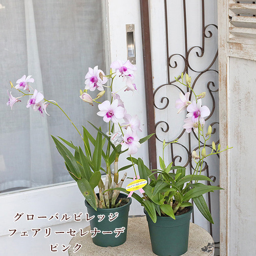 値下げSALE 花苗 ミニ洋ラン デンファレ フェアリーセレナーデ