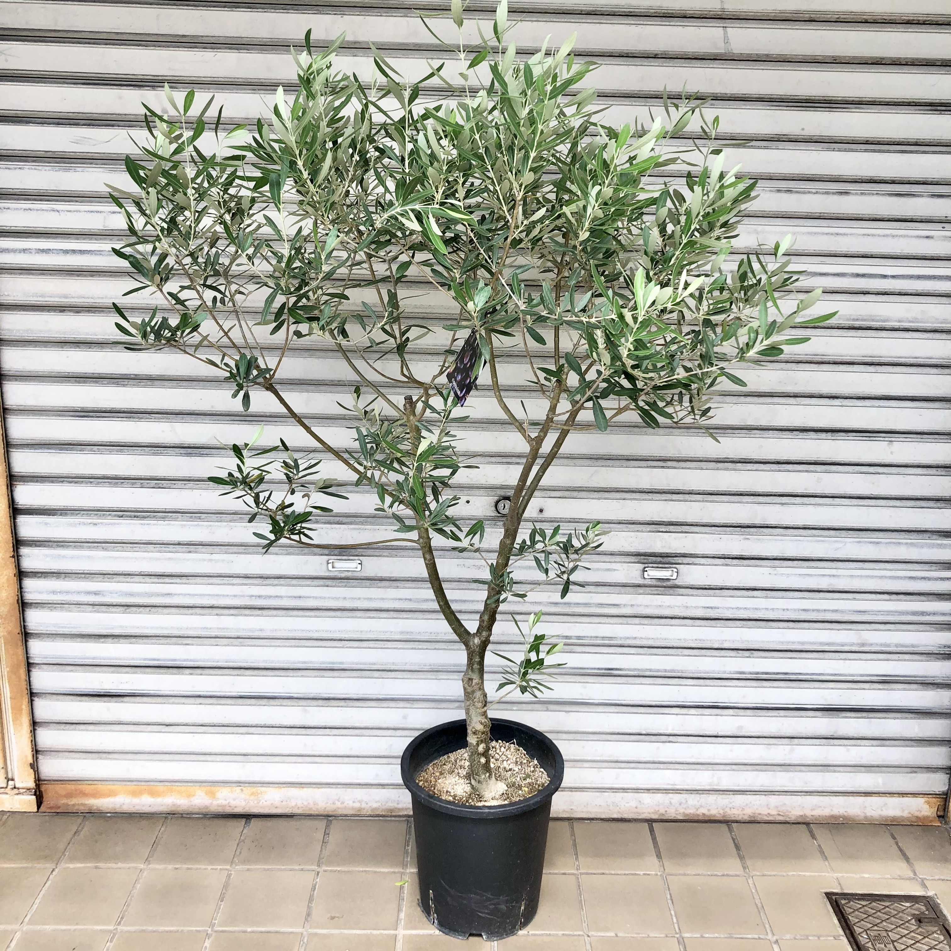 最終値下げ　オリーブ　チプレッシーノ　シプレッシーノ　souju 7号