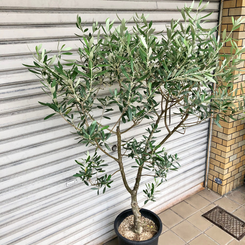 現品 極太株！ オリーブの木 オリーブ souju シプレッシーノ