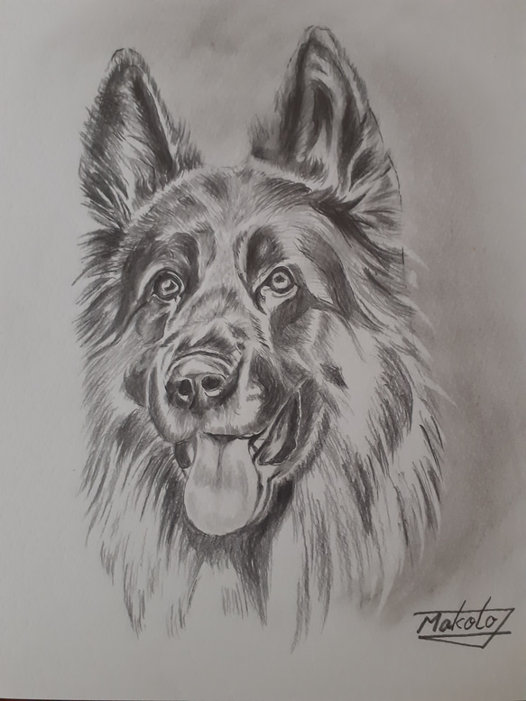 鉛筆画 ジャーマンシェパード 絵画 makochin 通販 16460652｜Creema