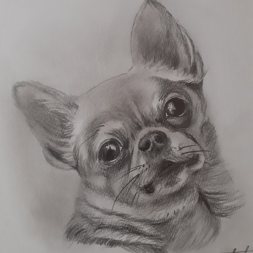 専用【原画】 犬の絵 シュナウザー 鉛筆画 - メルカリ
