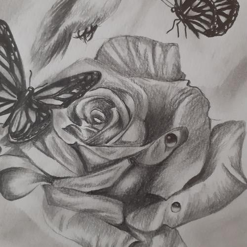 鉛筆画 ハチドリとバラの花とチョウ 絵画 makochin 通販 16460828