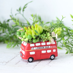 多肉植物フェイク寄せ植え(ロンドンバス) 1枚目の画像