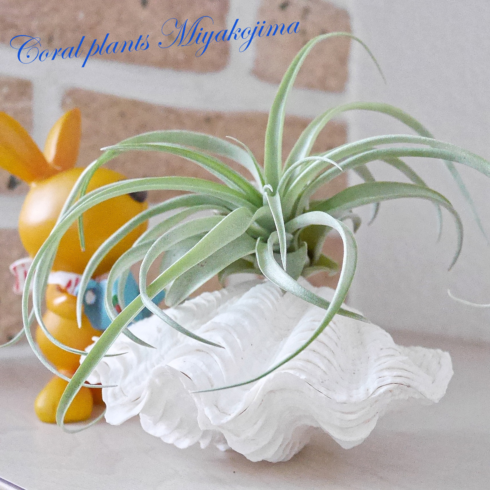 可愛いミニサイズ 激美！ 宮古島産 天然シャコ貝 磨き済み SSSサイズ 素材販売 おうちグリーン グリーンインテリア