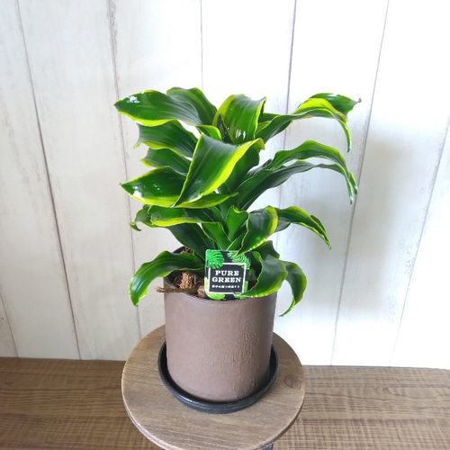 珍しい ドラセナ・コンパクタ【トルネード】斑入り 観葉植物 くるくる