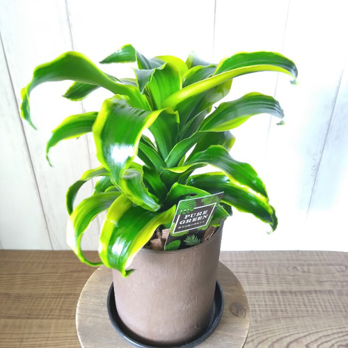 珍しい ドラセナ・コンパクタ【トルネード】斑入り 観葉植物 くるくる