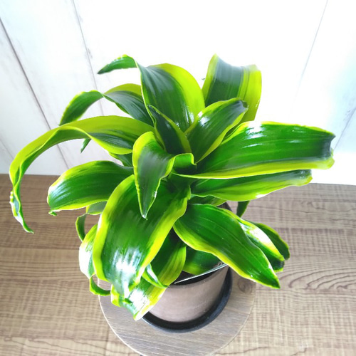 珍しい ドラセナ・コンパクタ【トルネード】斑入り 観葉植物 くるくる