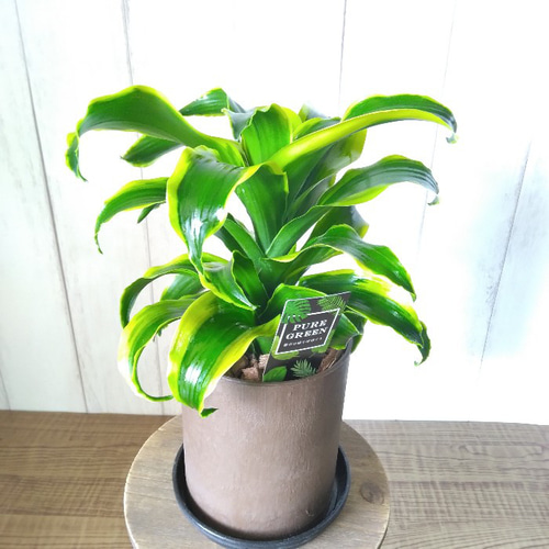 珍しい ドラセナ・コンパクタ【トルネード】斑入り 観葉植物
