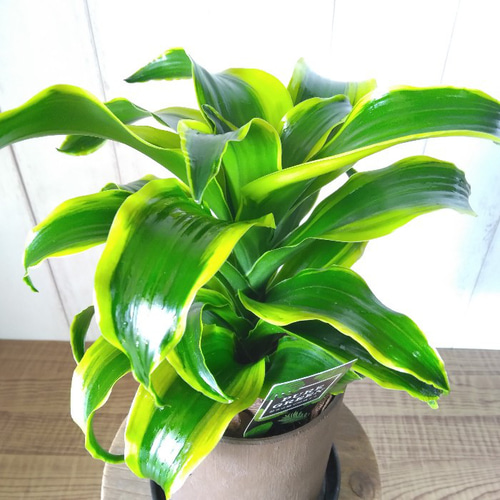 珍しい ドラセナ・コンパクタ【トルネード】斑入り 観葉植物 くるくる