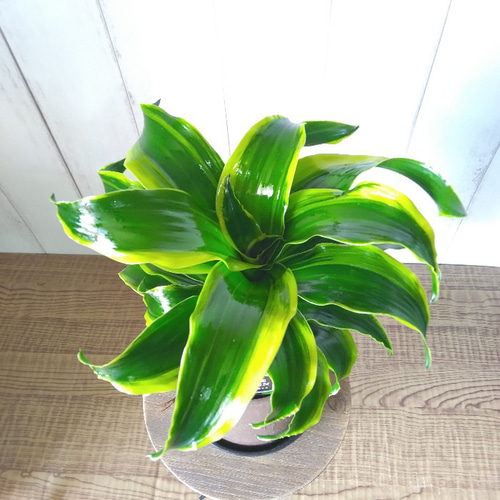 珍しい ドラセナ・コンパクタ【トルネード】斑入り 観葉植物 くるくる
