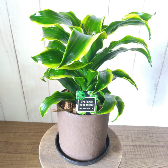 珍しい ドラセナ・コンパクタ【トルネード】斑入り 観葉植物 くるくる