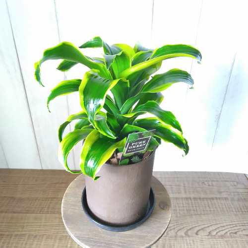 珍しい ドラセナ・コンパクタ【トルネード】斑入り 観葉植物