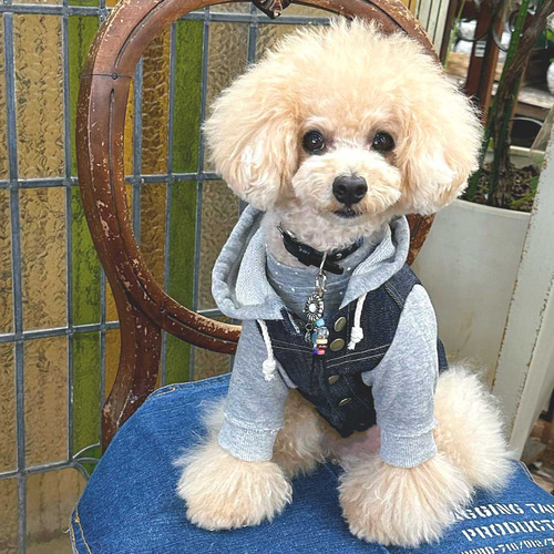 GG デニム犬用ジャケット 4bf52a4c37ddc6578dd3604a43db8c