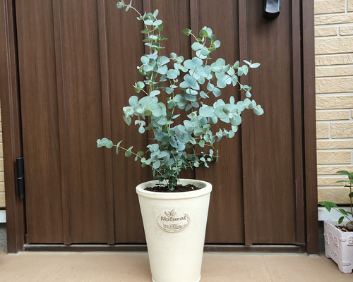 可愛い♡ユーカリグニー ホワイトテラコッタ鉢植え 苗木