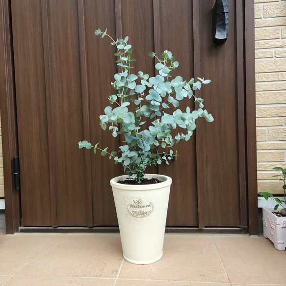 可愛い♡ユーカリグニー ホワイトテラコッタ鉢植え 苗木 シンボル