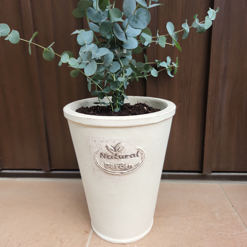 大きめ ユーカリ ポポラス 壺型テラコッタ鉢植え 苗 シンボルツリー