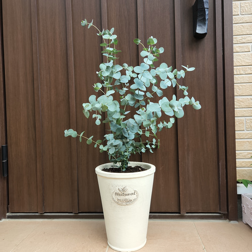 大きめ　ユーカリ　グニー　セメント鉢植え　苗　苗木　シンボルツリー 大きめ ユーカリ グニー セメント鉢植え 苗 苗木 シンボルツリー