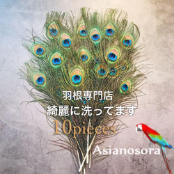 100枚■【クジャク 】孔雀の羽根 目玉 パーツ 鳥 羽根 素材 5857ab2b56b8e331b08d3cf4f8e5d5