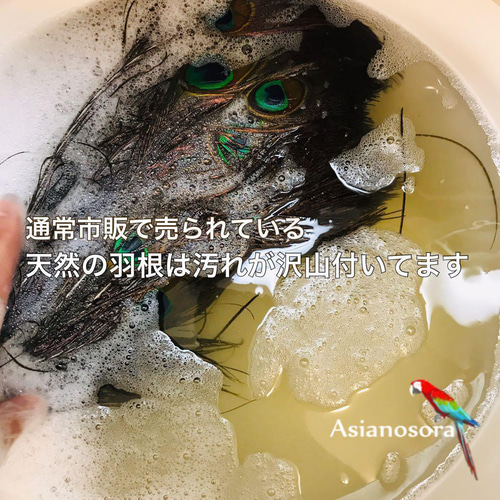 クジャク 5:5】孔雀 羽根 剣 目玉 パーツ 鳥の羽根 インテリアの