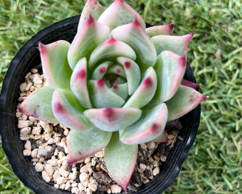 多肉植物　エケベリア　桃太郎錦　桃太郎斑入り 多肉植物 エケベリア 桃太郎錦 桃太郎斑入り 斑入り。 | EasyWorld