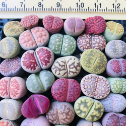 多肉植物リトープス　大玉　緑光陽玉入りカラフルセット　S59　土付き　匿名発送 多肉植物リトープス/コノフィツム 大玉 10点カラフルセット S89 匿名