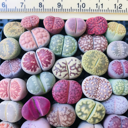 お買い得❣️多肉植物 リトープス カラフルセット 20玉 大玉 1.5cm以上