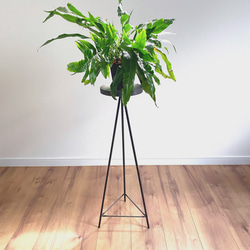 螺旋丸 五葉松 樹齢11年 中品盆栽 鉢付き 盆栽 松工房 -Pine Workshop