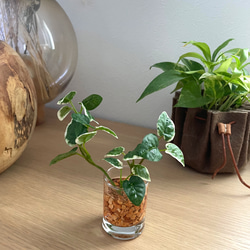 【再販】■本物そっくり枯れない観葉植物■ミニ　フェイクグリーン　葉世話いらず　ガラス瓶　ショップインテリア　ディスプレイ 3枚目の画像