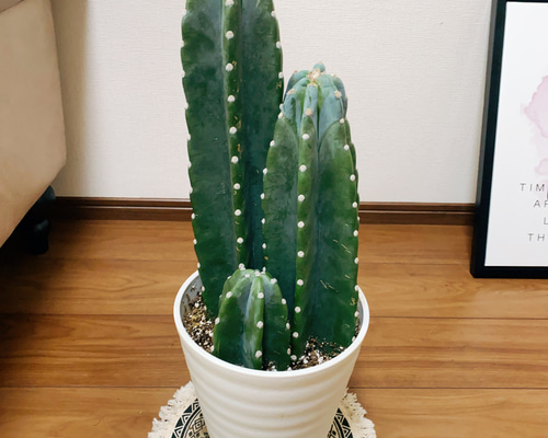 サボテンページ 1 imgrc0097440798.jpg