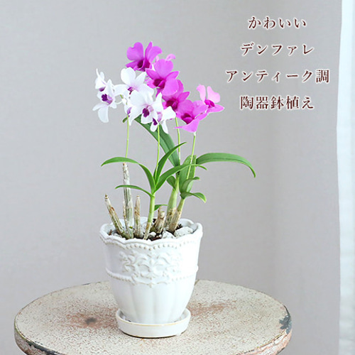 花鉢 洋ラン デンファレ ピンク＆ホワイト ミニ アンティーク調