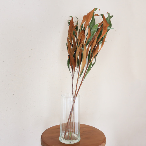 ドライフラワー】グレビレア ゴールドリーフ M / ネイティブフラワー