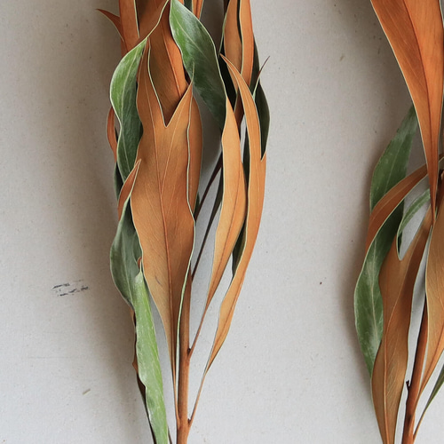 ドライフラワー】グレビレア ゴールドリーフ M / ネイティブ