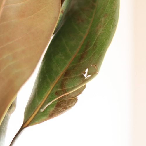 ドライフラワー 大枝 長さ70～90cm】 タイサンボク Lサイズ ◇ 枝 木