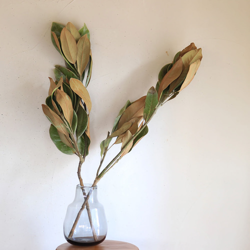 タイサンボク　枝　中型 タイサンボク枝葉セット☆ ドライフラワー・ナチュラルアレンジ用