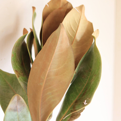 ✧︎*一番人気✧︎* 立体 木の実と葉っぱのボタニカルワイヤースワッグ #55 ✧︎*一番人気✧︎* 立体 木の実と葉っぱのボタニカルワイヤー