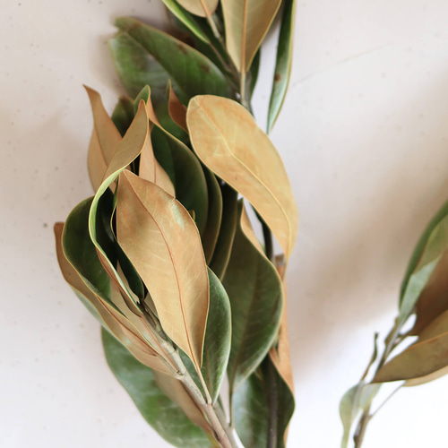 ドライフラワー 大枝 長さ70～90cm】 タイサンボク Lサイズ ◇ 枝 木