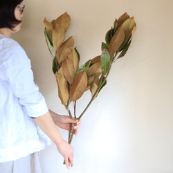タイサンボク　枝　中型 タイサンボク枝葉セット☆ ドライフラワー・ナチュラルアレンジ用