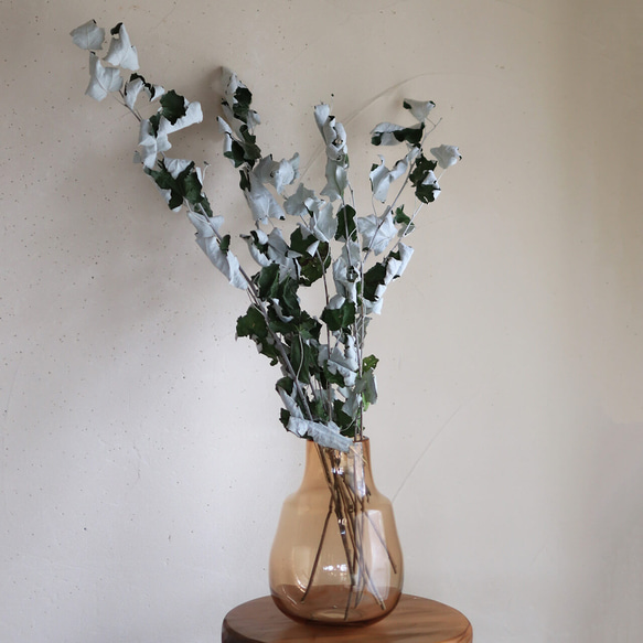 大枝 約70～80cm 】ホワイトポプラ ( ギンドロ ) / 北海道産 Lサイズ