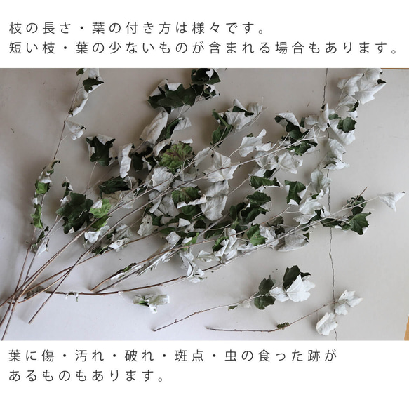 【大枝 約70～80cm 】ホワイトポプラ ( ギンドロ ) / 北海道産  Lサイズ ◆ 枝 木 おしゃれ ボタニカル 5枚目の画像