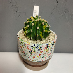 ユーフォルビア ホワイトゴースト綴化 かなりワイルドでインパクトの